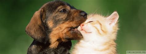 Puppy And Kitten Facebook Cover Photo