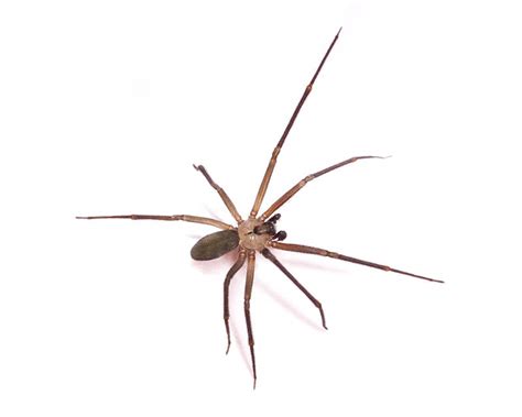 Baby Brown Recluse Spiders