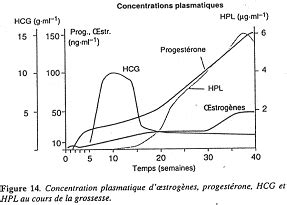 Beta Hcg N Augmente Pas Vite
