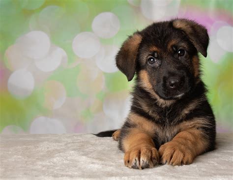 German Shepherd Puppy Dog Portrait Photograph By Ashley Swanson