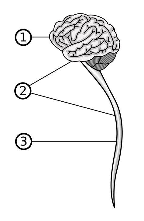 Central Nervous System Coloring Page Sketch Coloring Page