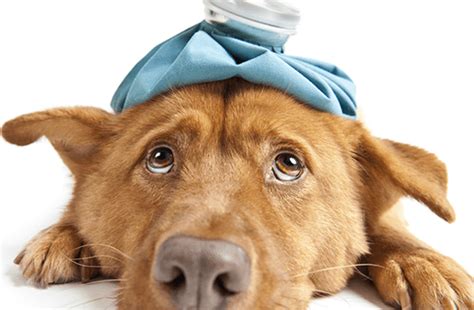 7 Tips For Treating Hives In Dogs Your Dog Neednt Suffer With Hives