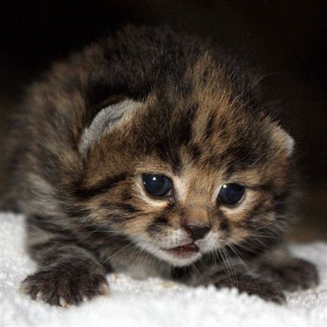 Black Footed Cat Kittens Zooborns