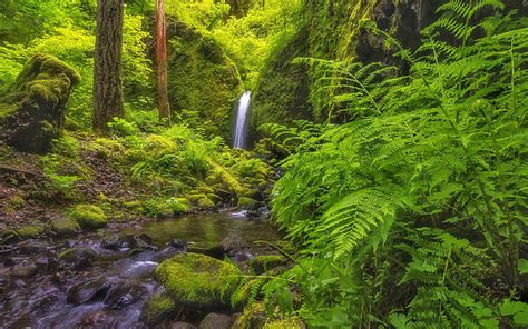 Columbia River Gorge Oregon Usa Lush Green Vegetation Fern Covered
