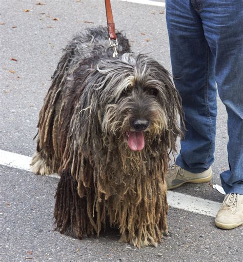 The bolognese (pronounced boloɲˈɲeːze) is a small dog breed of the bichon type, originating in italy. Valle Brembana • 31° Raduno Cane Pastore Bergamasco ...