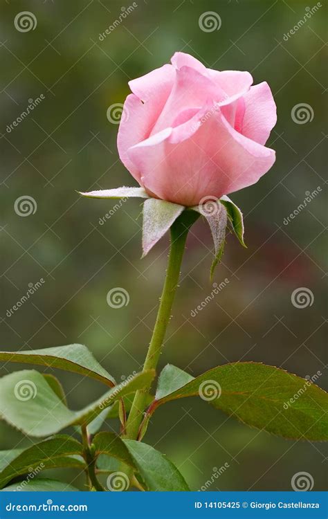 Pink Rose Bud Stock Image Image Of Bloom Spring Summer 14105425