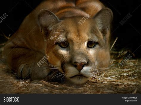 Cougar Image And Photo Free Trial Bigstock