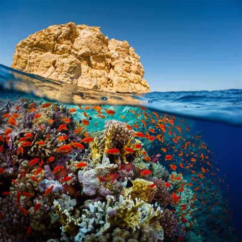 The Top Four Scuba Diving Spots In Egypts Red Sea