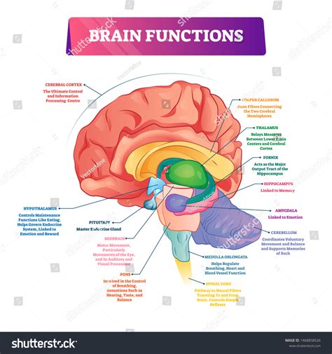 2933 Labeled Brain Anatomy Images Stock Photos And Vectors Shutterstock