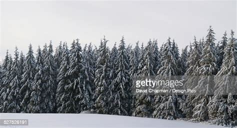 Panorama Of Pine Trees Covered In Snow High Res Stock Photo Getty Images