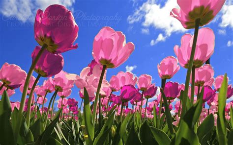 Pink Tulip Wallpaper 62 Images