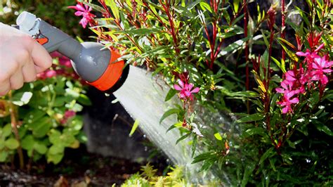 How To Keep Your Garden Watered While On Vacation How To Water Your