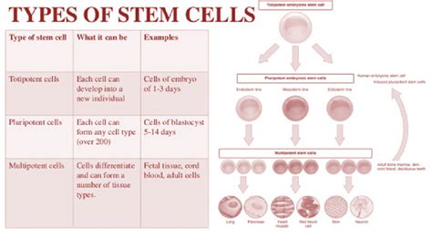 Explain The Different Types Of Stem Cells