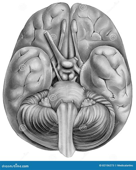 Cervello Vista Dal Basso Illustrazione Di Stock Illustrazione Di