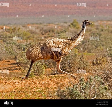 Common Emu Running Hi Res Stock Photography And Images Alamy