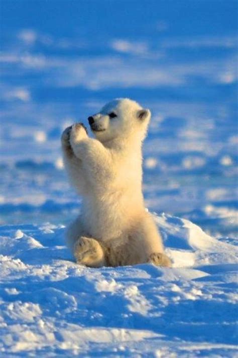 Polar Bear Cubs Cute