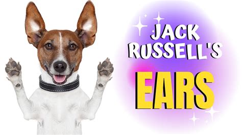 Jack Russells Ears Correct Ear Shape Why Ears Standing Up