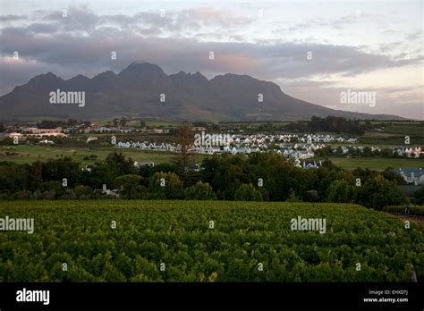 Vines In A Vineyard Stellenbosch Western Cape Province South Africa