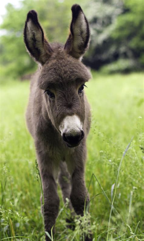 74 Adorable Baby Donkeys That Youll Want To Cuddle Asap