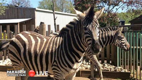 🔴 Live At The Zoo Plains Zebra Youtube