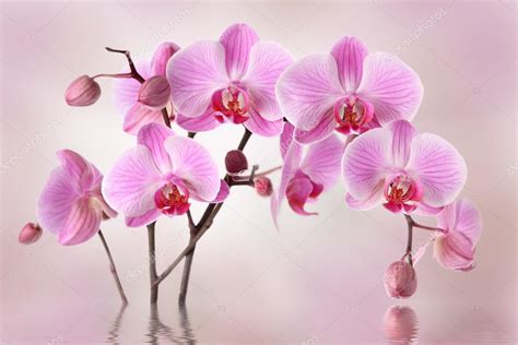 Pink Orchids Flowers — Stock Photo © Pics4ads 74846455