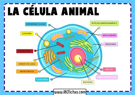 La Célula Animal Estructura Partes Y Funciones De La Célula Animal