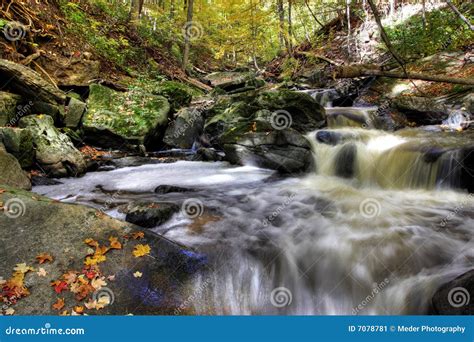 Small Forest River Stock Image Image 7078781