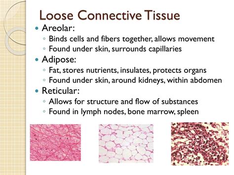 Loose Connective Tissue Diagram