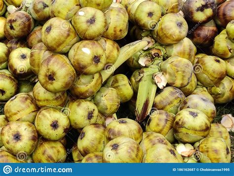 Fresh Palmyra Palm Or Toddy Palm Fruit Royalty Free Stock Photography