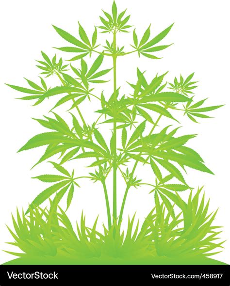Isolated Cannabis Plants Vector Illustration Vector Image