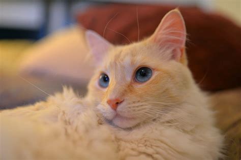 Everything You Need To Know About The Flame Point Siamese Cat