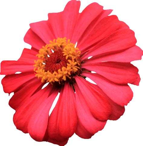 To created add 95 pieces, transparent flower images of your project files with the background cleaned. Collection of PNG Single Flower. | PlusPNG