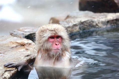 実は世界で唯一！猿が温泉に入る、長野の『地獄谷野猿公苑』 Sweetmap