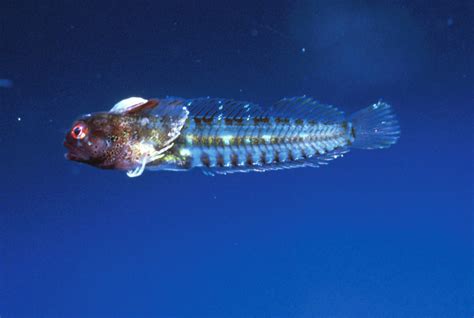 New Species Of Reef Dwelling Fish Discovered Scinews