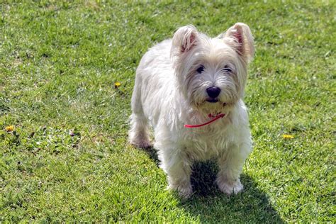 Hd Wallpaper Dog West Highland White Terrier Pets Westie West
