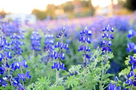 With the chain bridge and the john greenleaf. 40+ Types of Blue Flowers with Pictures | Flower Glossary