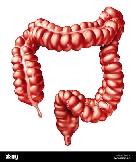 large intestine or colon human bowel illustration as a digestive system organ and digestion body