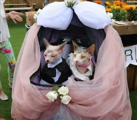 Two Bald Cats Get Married In Bizarre Ceremony But For An Important