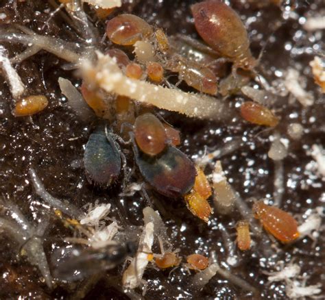 Root Aphids — Cannabis Horticultural Association
