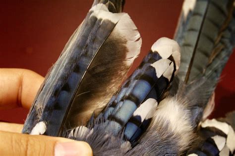 Unusual Blue Jay Feathers Part One Found Feathers