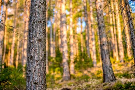 Natural Forest Of Pine Trees Nordic Pine Forest In Evening Light