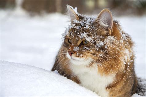 Beautiful Cats Animals Beautiful Cat Breeds Hypoallergenic Snow