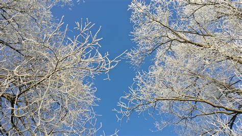 Free Images Landscape Tree Nature Branch Blossom Snow Winter