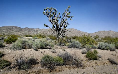 Lava Rock Formation Mojave Desert California Greg Dohler