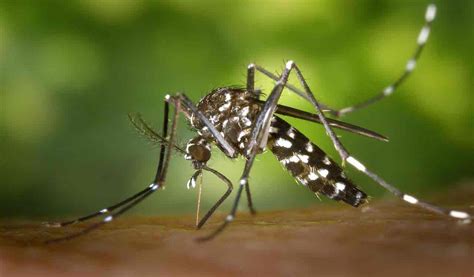 Are You A Mosquito Magnet Find Out Why Telangana Today