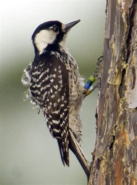 Everything You Need To Know About Woodpeckers In Georgia