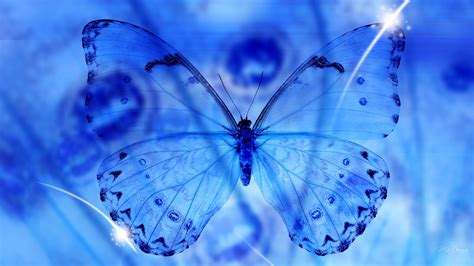 Closeup View Of Blue Butterfly Hd Butterfly Wallpapers Hd Wallpapers