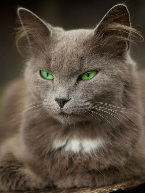 Pixdaus Page 1 Of Nature Photography Site Photos Green Eyed Cat