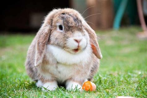 ¿cómo Es Tener Un Conejo Como Mascota Guía De Cuidados