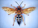 Images of Cicada Killer Wasp